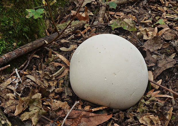 vatovec obrovský Calvatia gigantea (Batsch) Lloyd