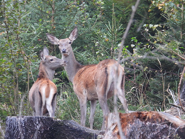 jeleň lesný Cervus elaphus