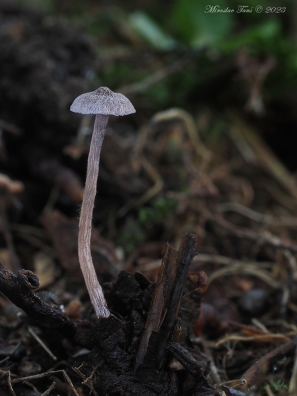 pavučinovec Cortinarius bibulus Quél.