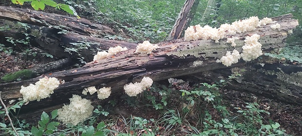 koralovec bukový Hericium coralloides (Scop.) Pers.