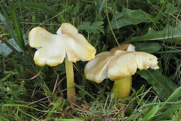 lúčnica sírovožltá Hygrocybe citrinovirens (J.E. Lange) Jul. Schäff.