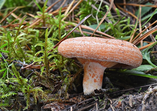 rýdzik pravý Lactarius deliciosus (L.) Gray