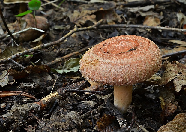 rýdzik kravský Lactarius torminosus (Schaeff.) Gray