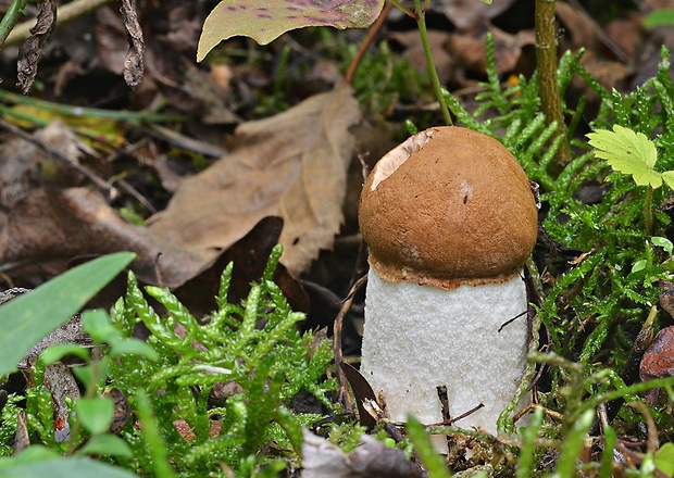 kozák osikový Leccinum albostipitatum den Bakker & Noordel.