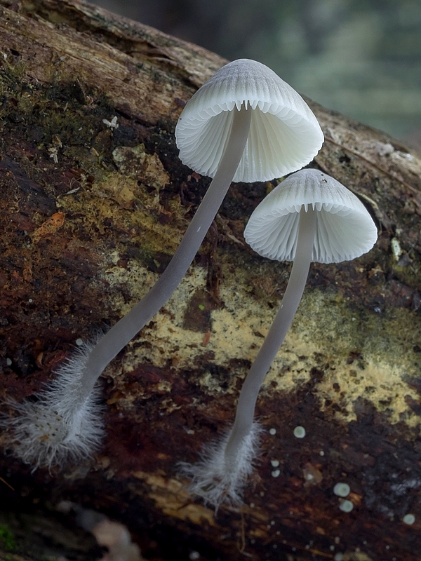 prilbička olivovožltá Mycena arcangeliana Bres.