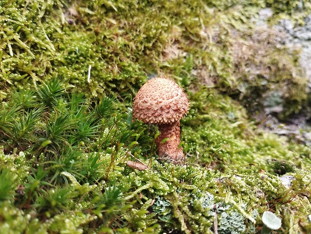 šupinovka šupinatá Pholiota squarrosa (Vahl) P. Kumm.