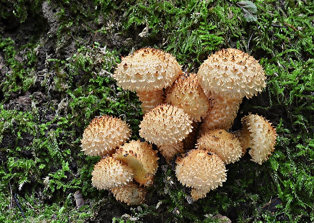 šupinovka šupinatá Pholiota squarrosa (Vahl) P. Kumm.