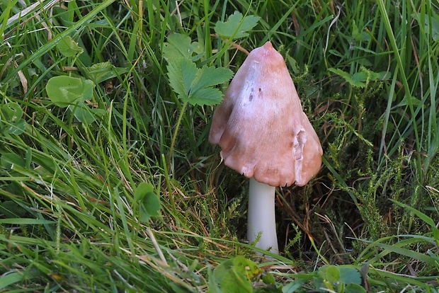 lúčnica ružovočervená Porpolomopsis calyptriformis (Berk.) Bresinsky