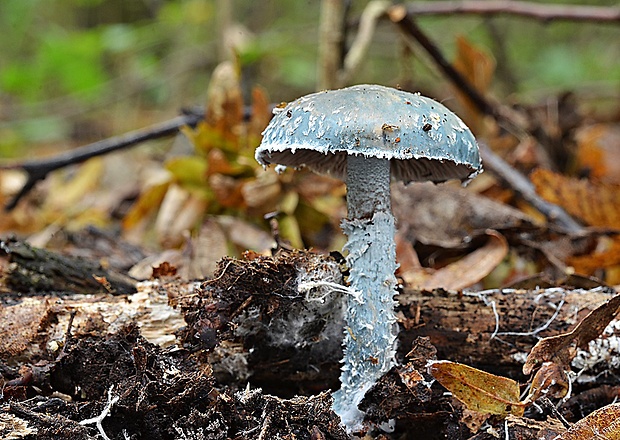 golierovka zelenkastá Stropharia aeruginosa (Curtis) Quél.