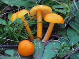 lúčnica citrónovožltá oranžová
