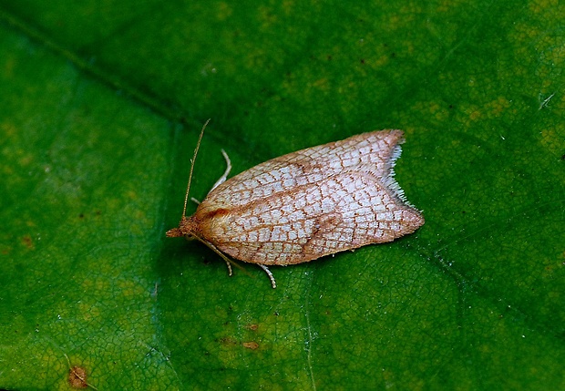 obaľovač hruškový Acleris rhombana