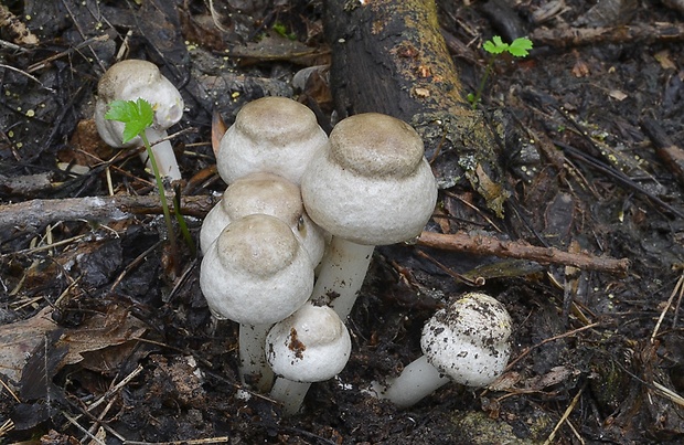 pečiarka  Agaricus