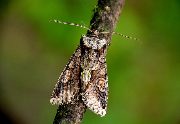 mora hlohová Allophyes oxyacanthae