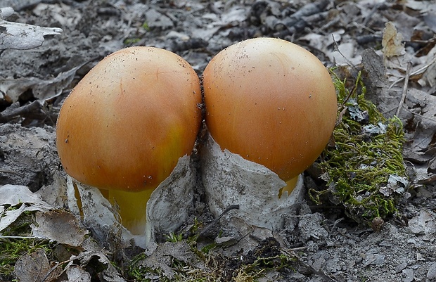 muchotrávka cisárska Amanita caesarea (Scop.) Pers.