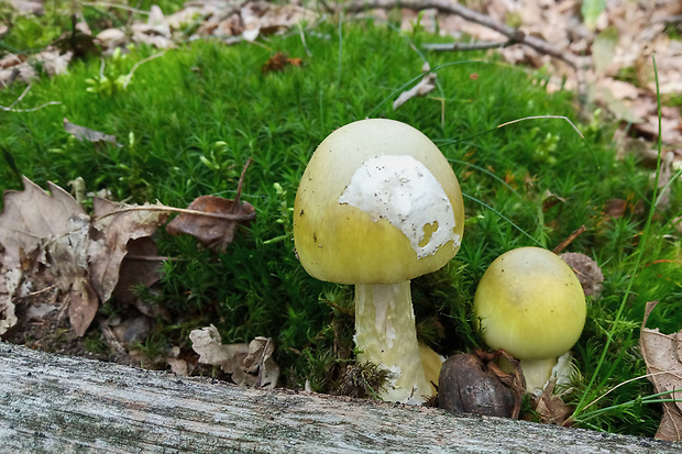 muchotrávka zelená Amanita phalloides (Vaill. ex Fr.) Link