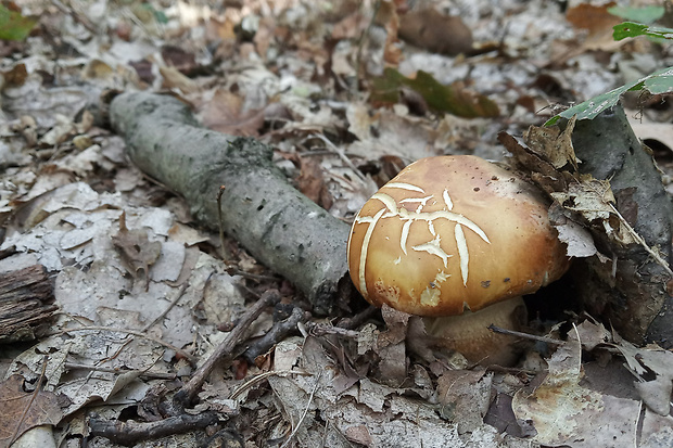 hríb bronzový Boletus aereus Bull. ex Fr.