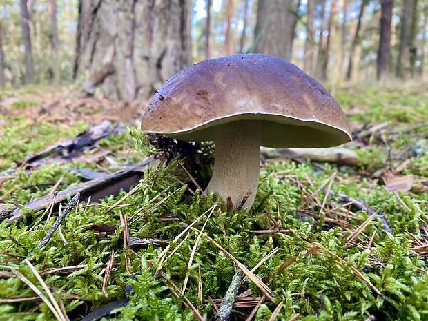 hríb smrekový Boletus edulis Bull.