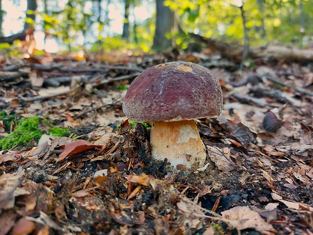 hríb sosnový Boletus pinophilus Pil. et Dermek in Pil.