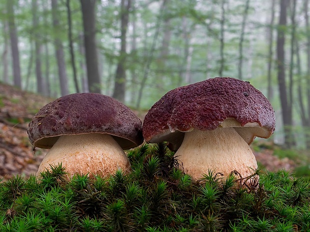 hríb sosnový Boletus pinophilus Pil. et Dermek in Pil.