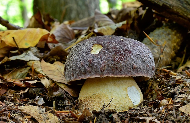 hríb sosnový Boletus pinophilus Pil. et Dermek in Pil.