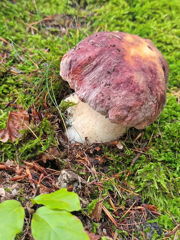 hríb sosnový Boletus pinophilus Pil. et Dermek in Pil.