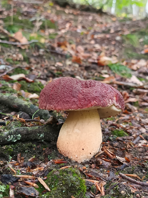 hríb sosnový Boletus pinophilus Pil. et Dermek in Pil.