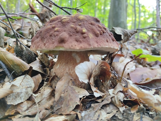 hríb sosnový Boletus pinophilus Pil. et Dermek in Pil.