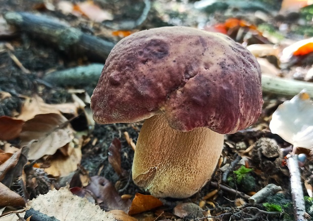 hríb sosnový Boletus pinophilus Pil. et Dermek in Pil.