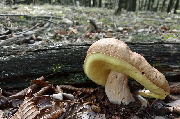 hríb dubový Boletus reticulatus Schaeff.