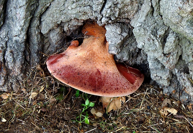 pečeňovec dubový Fistulina hepatica (Schaeff.) With.