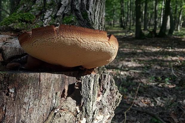 pečeňovec dubový Fistulina hepatica (Schaeff.) With.