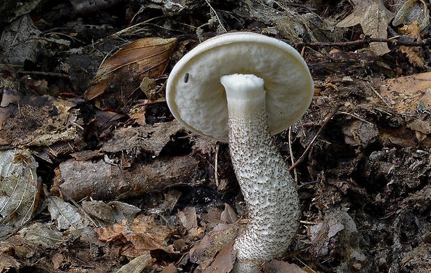 kozák brezový Leccinum scabrum (Bull.) Gray