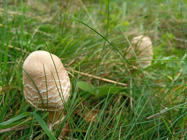 bedľa vysoká Macrolepiota procera (Scop.) Singer