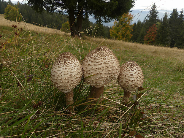 bedľa vysoká Macrolepiota procera (Scop.) Singer