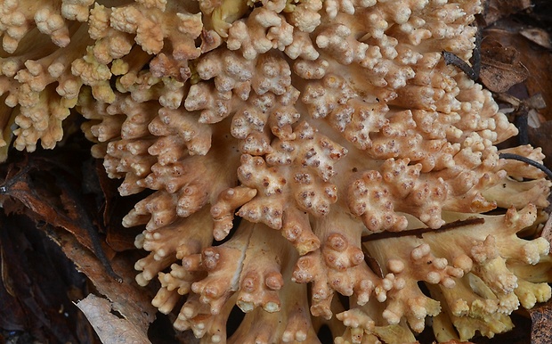 strapačka koralovitá Ramaria botrytis (Pers.) Ricken