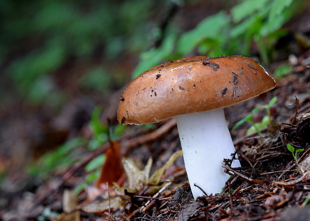 plávka Russula sp.