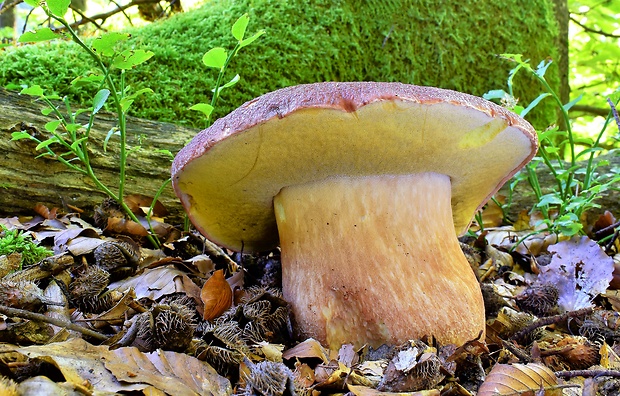 hríb sosnový Boletus pinophilus Pil. et Dermek in Pil.