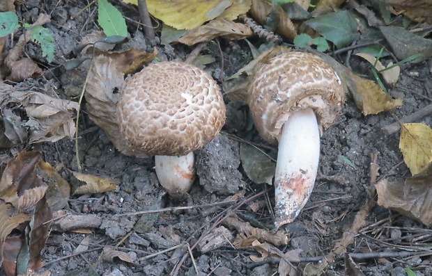 pečiarka lesná Agaricus sylvaticus Schaeff.