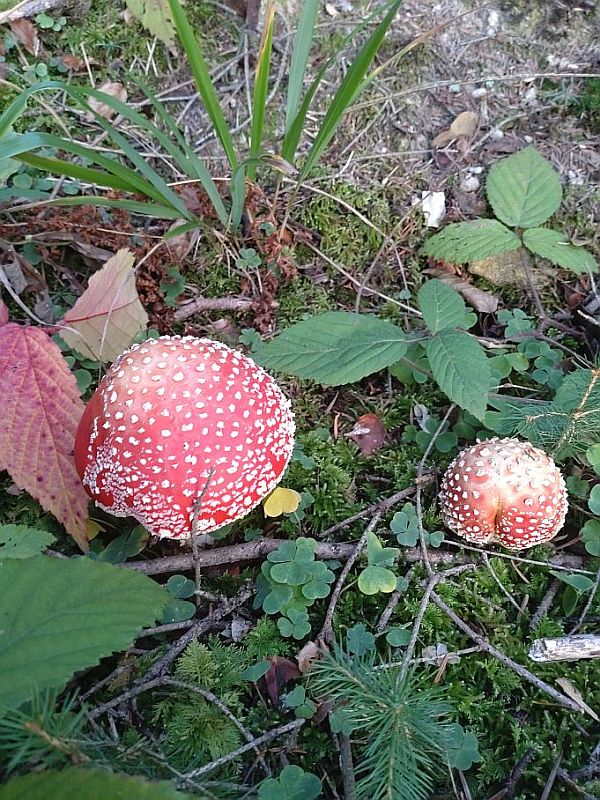 muchotrávka červená Amanita muscaria (L.) Lam.