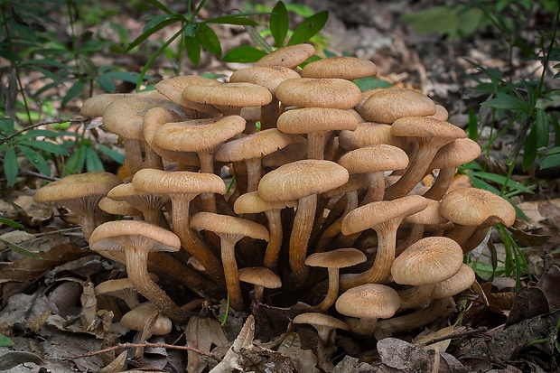 podpňovka bezprsteňová Armillaria socialis (DC.) Fayod