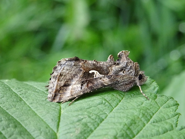 mora gamma Autographa gamma