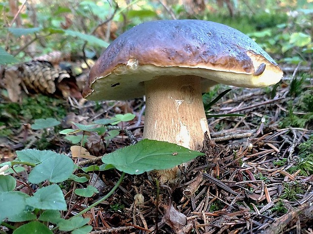 hríb smrekový Boletus edulis Bull.