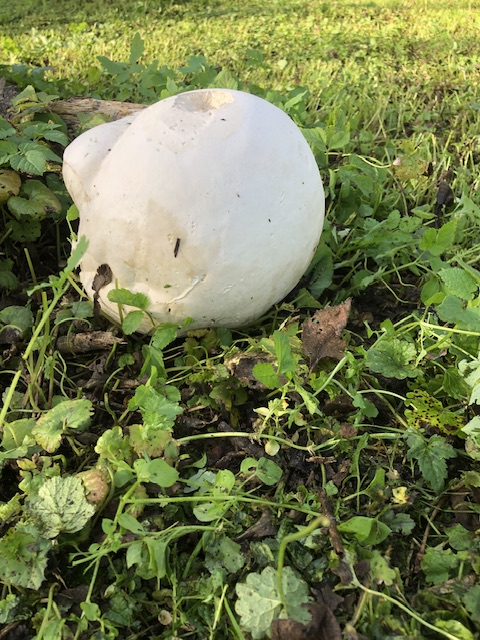 vatovec obrovský Calvatia gigantea (Batsch) Lloyd