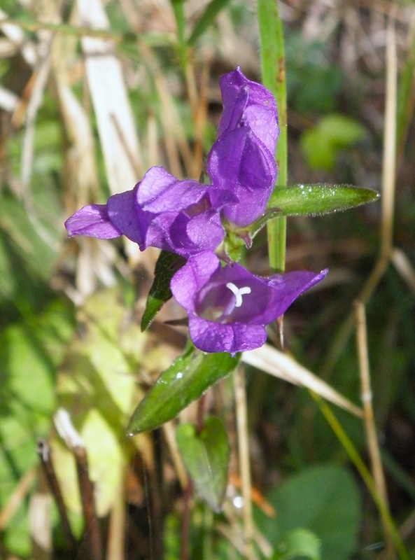 zvonček pŕhľavolistý Campanula trachelium L.