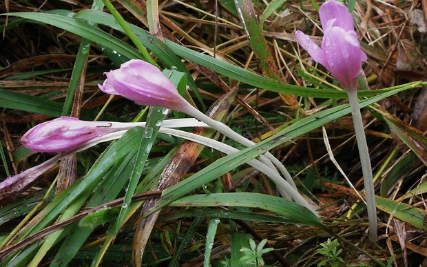 jesienka obyčajná Colchicum autumnale