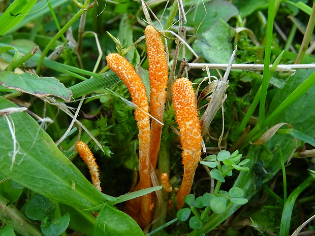 žezlovka hmyzová Cordyceps militaris (Fr.) Link