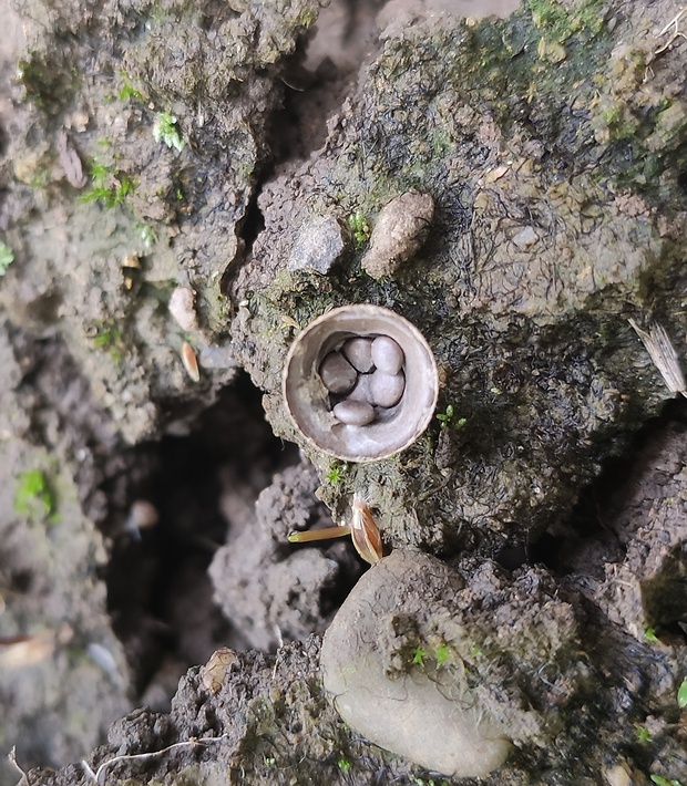 čiaškovec hladký Cyathus olla (Batsch) Pers.