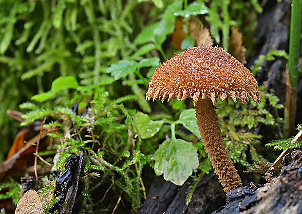 flamulaster ovešaný Flammulaster muricatus (Fr.) Watling