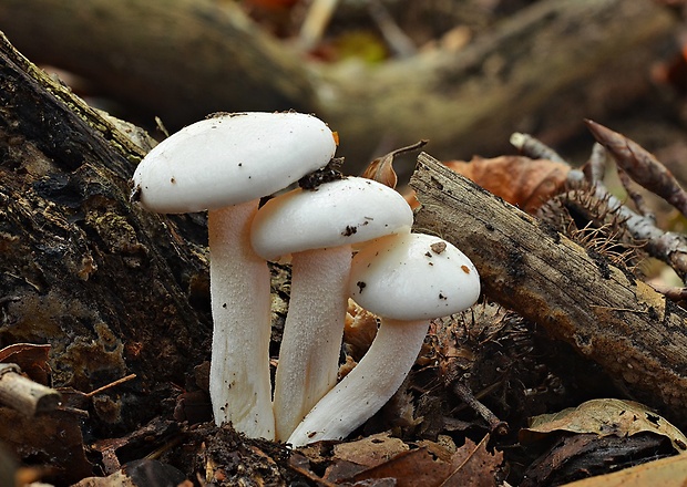 šťavnačka slonovinová Hygrophorus eburneus (Bull.) Fr.