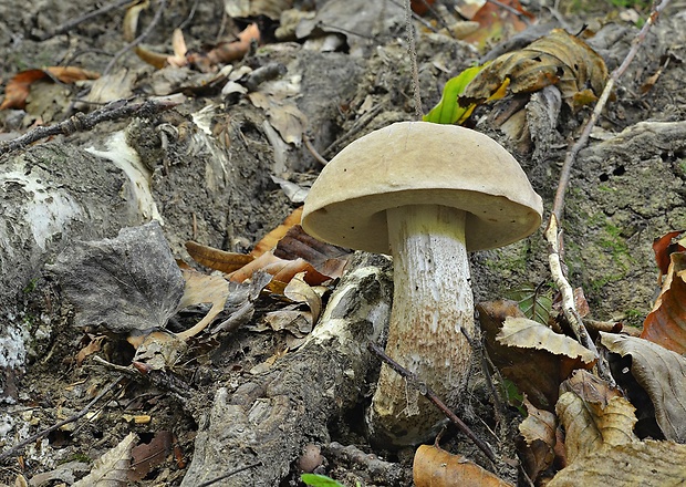 kozák topoľový Leccinum duriusculum (Schulzer ex Kalchbr.) Singer